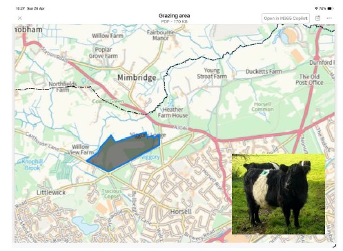 Cattle on the Common